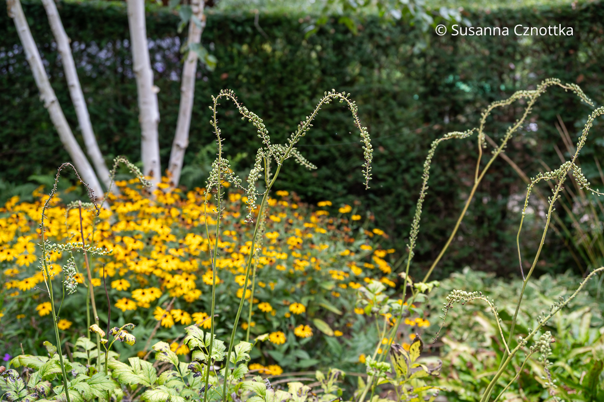 Samenstände einer Silberkerze (Actaea) Samenstände einer Silberkerze (Actaea)