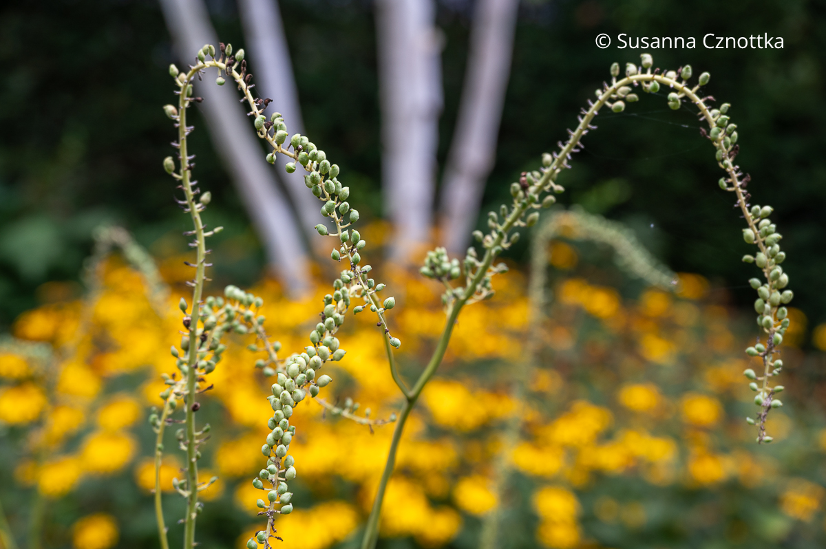 Samenstände einer Silberkerze (Actaea) Samenstände einer Silberkerze (Actaea)