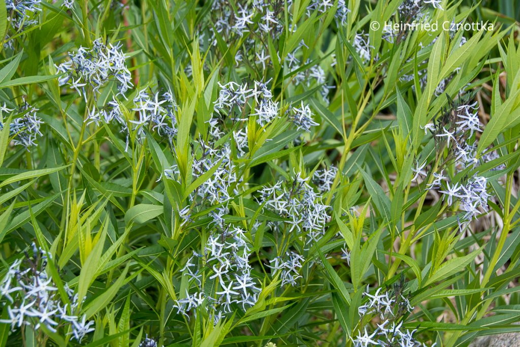 Röhrenstern oder Blausternbusch (Amsonia tabernaemontana)