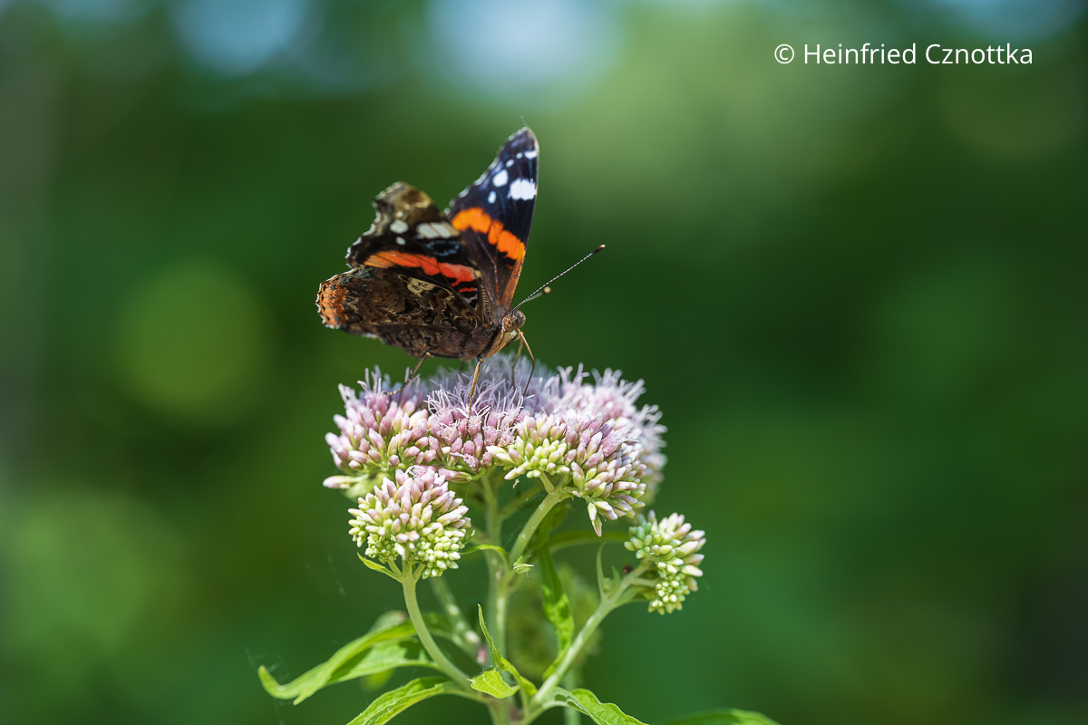 Die Raupen des hübschen Admirals fressen bei uns nur Brennnesseln