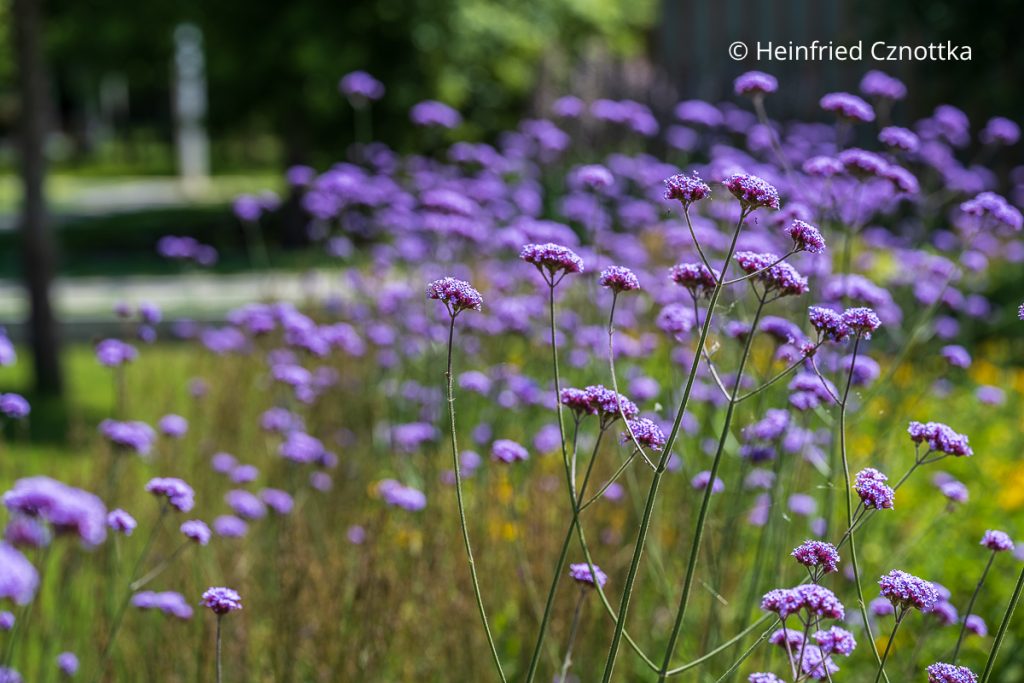 Argentinisches oder Patagonisches Eisenkraut (Verbena bonariensis) mit violetten Blüten