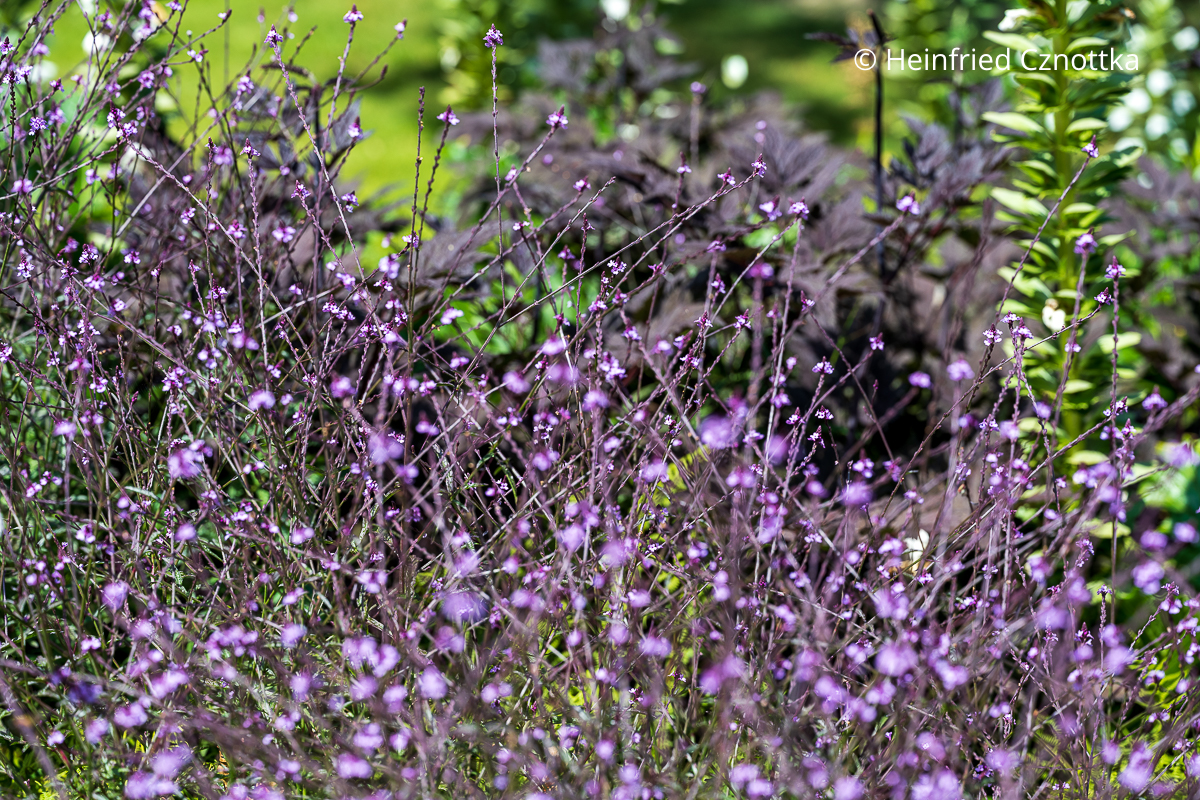 Stauden kombinieren: Purpur-Eisenkraut (Verbena officinalis var. grandiflora) 'Bampton' vor dem Laub einer dunklen Silberkerze Stauden kombinieren: violette Blütchen des Purpur-Eisenkrautes (Verbena officinalis var. grandiflora) 'Bampton' vor dem Laub einer dunklen Silberkerze