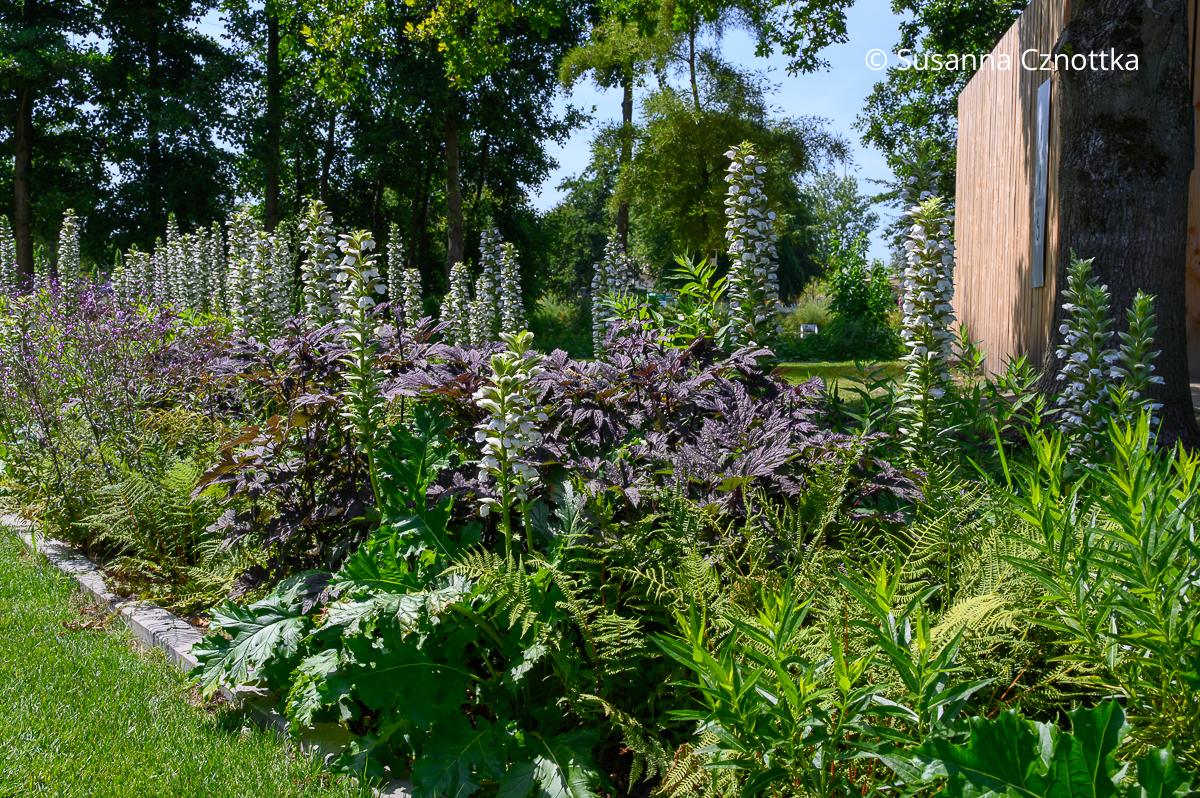 Attraktive Staudenkombination: Wahrer Bärenklau (Acanthus mollis) 'Rue Ledan', Dunkle Oktober-Silberkerze (Actaea simplex) 'Brunette' Attraktive Staudenkombination: Wahrer Bärenklau (Acanthus mollis) 'Rue Ledan', Dunkle Oktober-Silberkerze (Actaea simplex) 'Brunette'