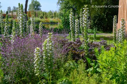Pflanzenkombination: Bärenklau (Acanthus), Oktober-Silberkerze (Actaea simplex) 'Brunette' und Purpurblättriges Eisenkraut (Verbena officinalis var. grandiflora) 'Bampton'