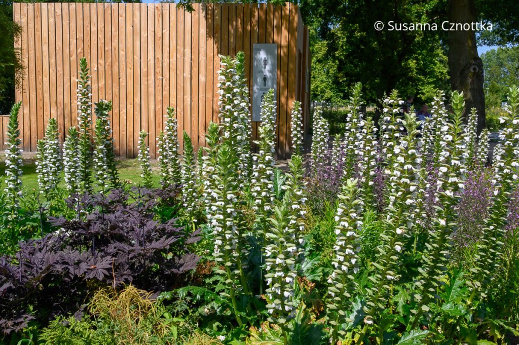 Wahrer Bärenklau (Acanthus mollis) 'Rue Ledan'