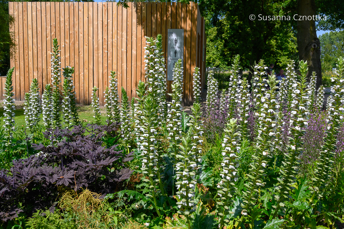 Prachtstauden: (Acanthus mollis) 'Rue Ledan' und dunkellaubige Silberkerze (Actaea) Prachtstauden: (Acanthus mollis) 'Rue Ledan' und dunkellaubige Silberkerze (Actaea)