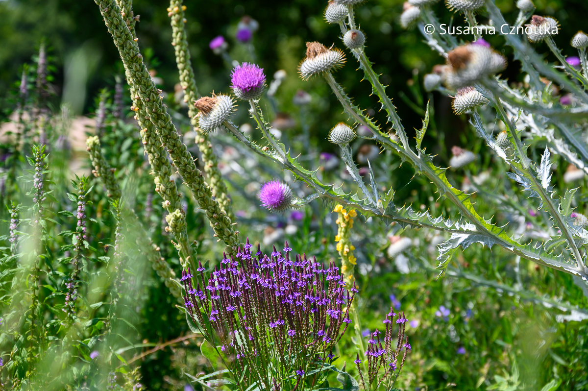 Violette Blüten der Eselsdistel (Onopordum acanthium) und der Lanzen-Verbene (Verbena hastata) Violette Blüten der Eselsdistel (Onopordum acanthium) und der Lanzen-Verbene (Verbena hastata)
