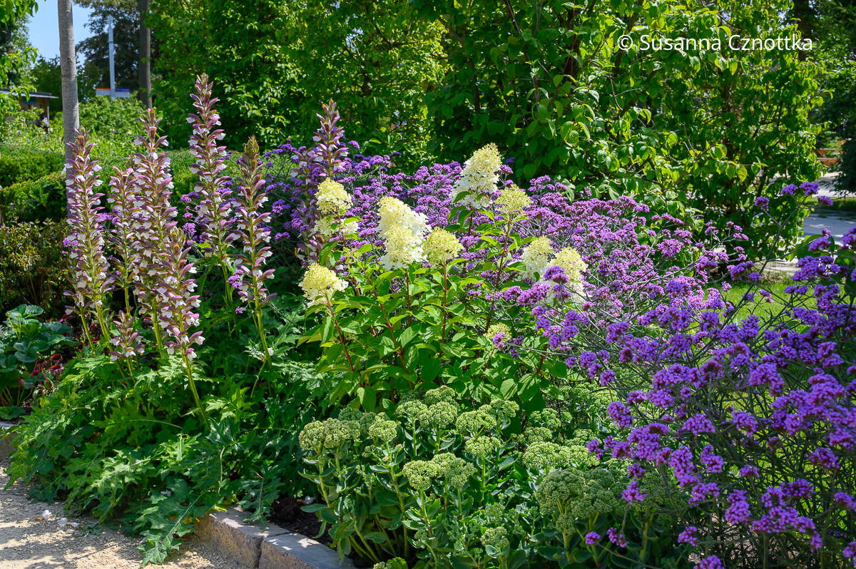 Pflanzenkombination für die Sonne: Balkan-Bärenklau (Acanthus hungaricus), Rispen-Hortensie (Hydrangea paniculata), Hohe Fetthenne (Hylotelephium telephium) und Argentinisches oder Patagonisches Eisenkraut (Verbena bonariensis) Pflanzenkombination für die Sonne: Balkan-Bärenklau (Acanthus hungaricus), Rispen-Hortensie (Hydrangea paniculata), Hohe Fetthenne (Hylotelephium telephium) und Argentinisches oder Patagonisches Eisenkraut (Verbena bonariensis)