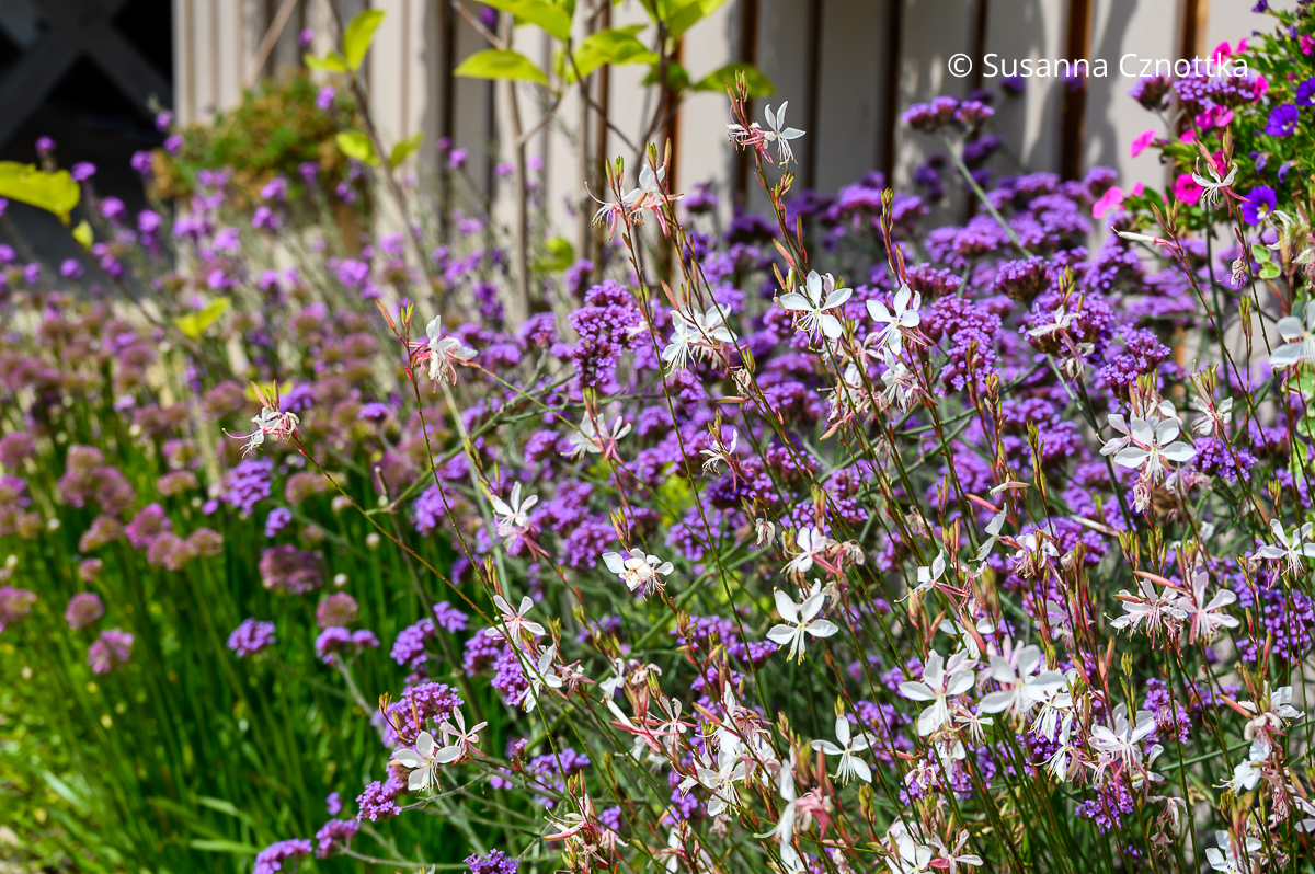 Hübsche Beetpartner: Argentinisches oder Patagonisches Eisenkraut (Verbena bonariensis) und weiße Prachtkerze (Oenothera lindheimeri syn. Gaura lindheimeri) Hübsche Beetpartner: Argentinisches oder Patagonisches Eisenkraut (Verbena bonariensis) und weiße Prachtkerze (Oenothera lindheimeri syn. Gaura lindheimeri)