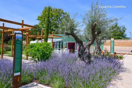 Ein Schaugarten im mediterranen Stil mit Olivenbaum und viel Lavendel Ein Schaugarten im mediterranen Stil mit Olivenbaum und viel Lavendel