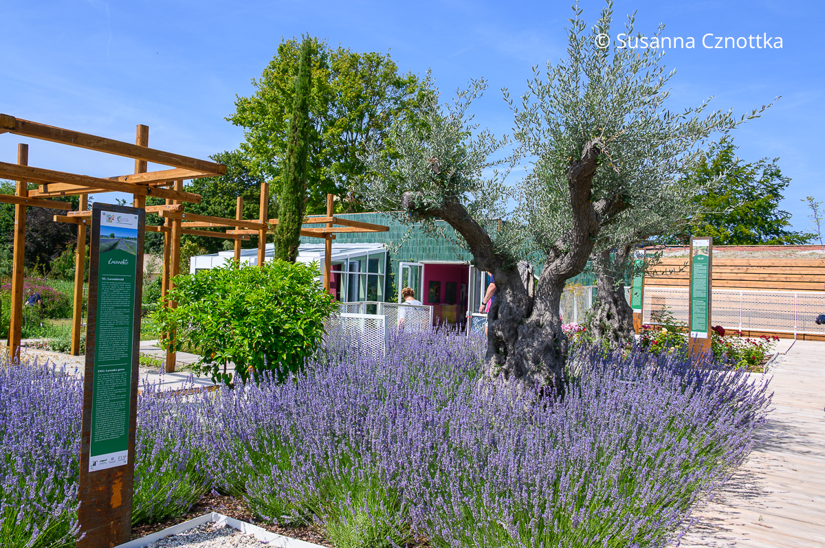 Ein Schaugarten im mediterranen Stil mit Olivenbaum und viel Lavendel