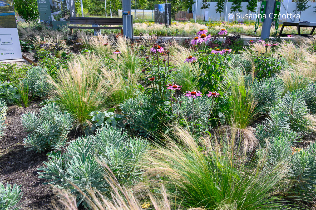 Weißrandige Wolfsmilch (Euphorbia characias) 'Silver Swan', Roter Scheinsonnenhut (Echinacea purpurea) und Kaukasus-Vergissmeinnicht (Brunnera macrophylla) 'Jack Frost' mit Zartem Federgras (Nassella tenuissima) Weißrandige Wolfsmilch (Euphorbia characias) 'Silver Swan', Roter Scheinsonnenhut (Echinacea purpurea) und Kaukasus-Vergissmeinnicht (Brunnera macrophylla) 'Jack Frost' mit Zartem Federgras (Nassella tenuissima)