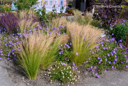Beet in Violett: Storchschnabel (Geranium) 'Rozanne', Steppen-Salbei (Salvia nemorosa), Zartes Federgras (Nassella tenuissima) und Spanisches Gänseblümchen (Erigeron karvinskianus)