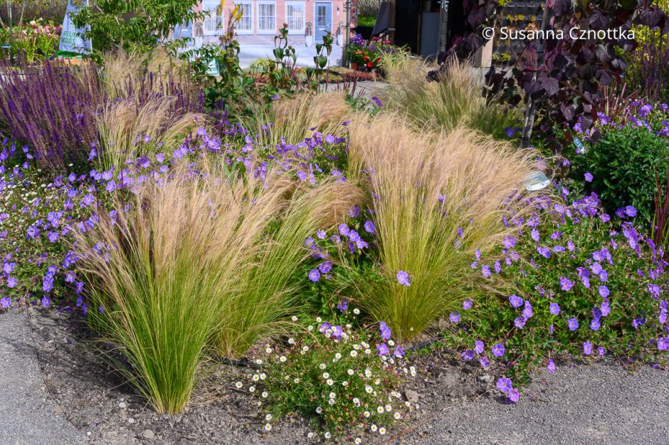 Beet in Violett: Storchschnabel (Geranium) 'Rozanne', Steppen-Salbei (Salvia nemorosa), Zartes Federgras (Nassella tenuissima) und Spanisches Gänseblümchen (Erigeron karvinskianus)