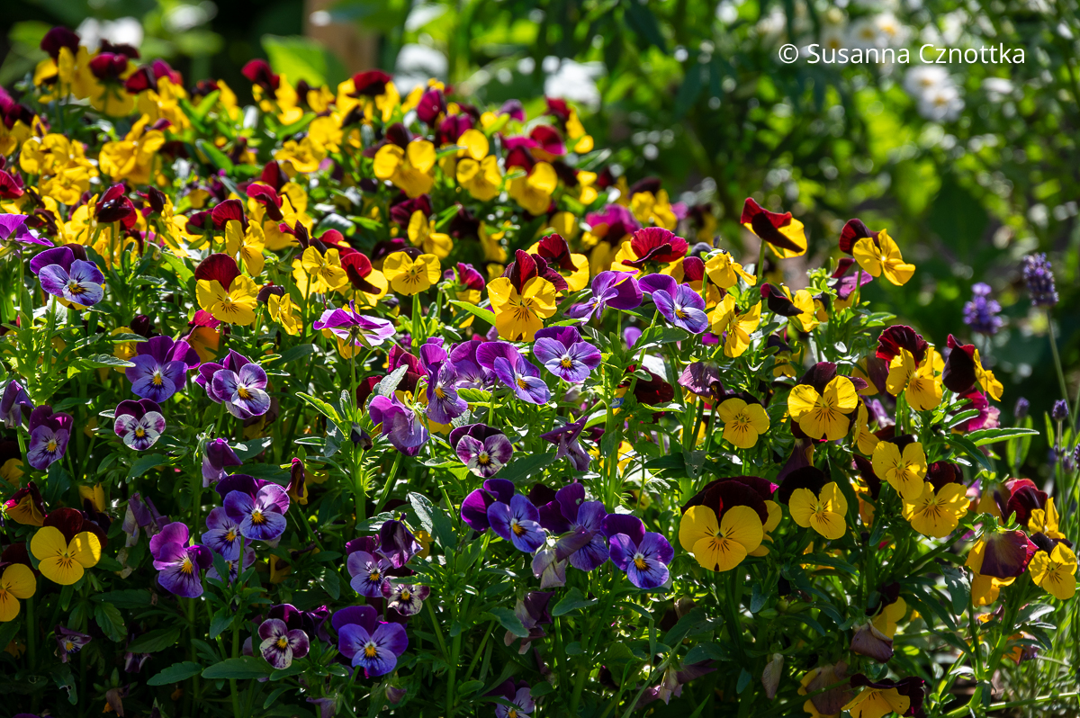 Hornveilchen (Viola cornuta) in Gelb-, Rot- und Violetttönen leuchten im Sonnenschein