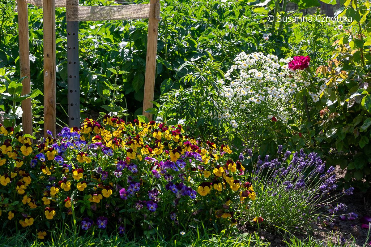 Hornveilchen (Viola cornuta) im Beetvordergrund