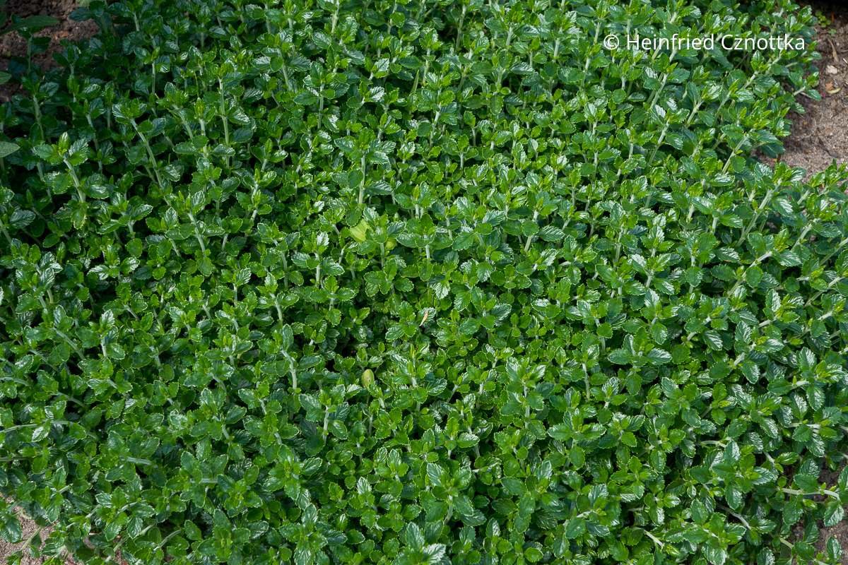 Insektenfreundlicher Buchsbaumersatz: Immergrüner Gamander (Teucrium x lucidrys) Insektenfreundlicher Buchsbaumersatz: Immergrüner Gamander (Teucrium x lucidrys)