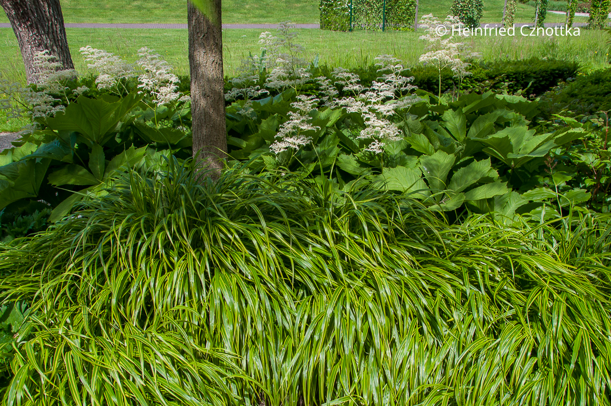 Halbschattenbeet gestalten: Japan-Berggras (Hakonechloa macra) mit weiß blühendem Schaublatt (Rodgersia)