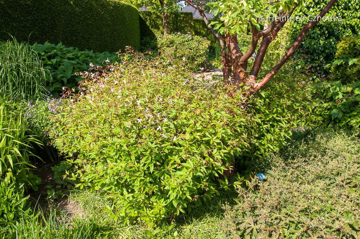 Zimtahorn (Acer griseum) unterpflanzt mit Dreiblattspiere (Gillenia trifoliata) 