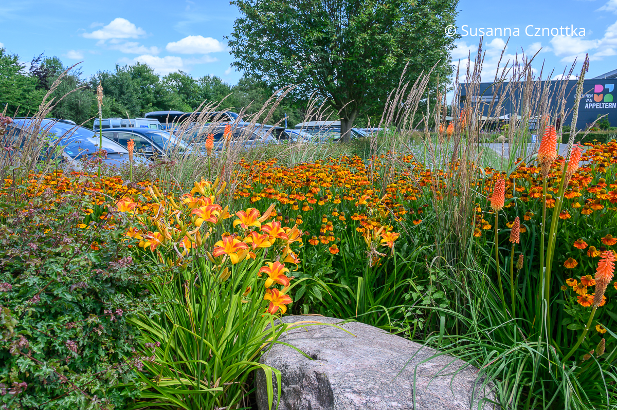 Sommerbeet in Orange mit Gräsern, Taglilien (Hemerocallis-Hybride), Fackellilien (Kniphofia) und Sonnenbraut (Helenium) Sommerbeet in Orange mit Gräsern, Taglilien (Hemerocallis-Hybride), Fackellilien (Kniphofia) und Sonnenbraut (Helenium)