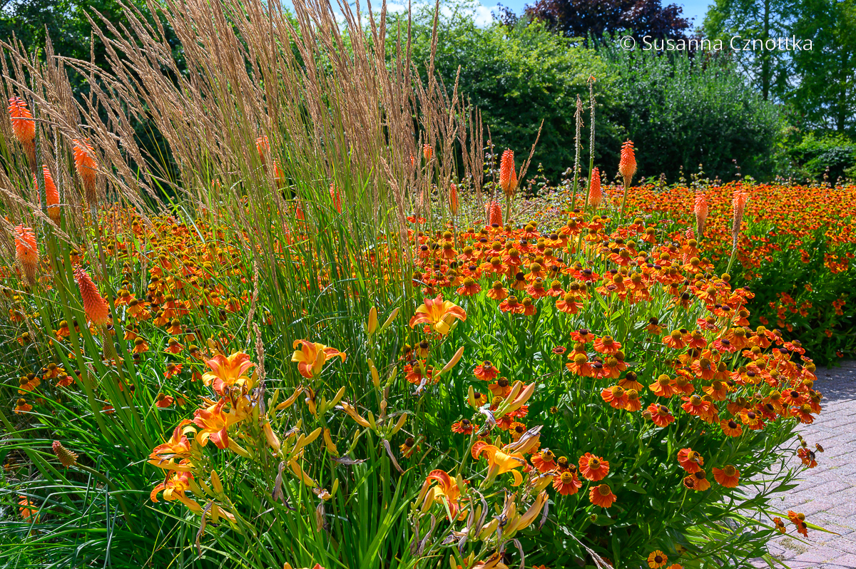 Orange im Garten: ein Beet mit orangen Fackellilien (Kniphofia), Sonnenbraut (Helenium) und Taglilien (Hemerocallis)