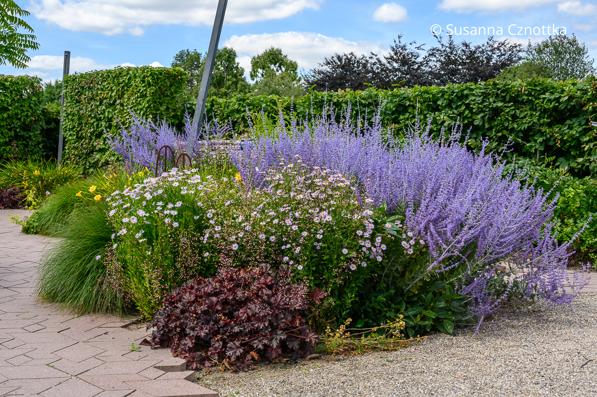 Schönaster (Kalimeris incisa) kombinieren: mit Blauraute (Salvia yangii), rotlaubigem Purpurglöckchen, Gräsern und gelben Taglilien
