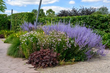 Blauraute Perovskia Atriplicifolia Pflanzen Und Kombinieren Einfach Blauraute Perovskia Atriplicifolia Pflanzen Und Kombinieren Einfach