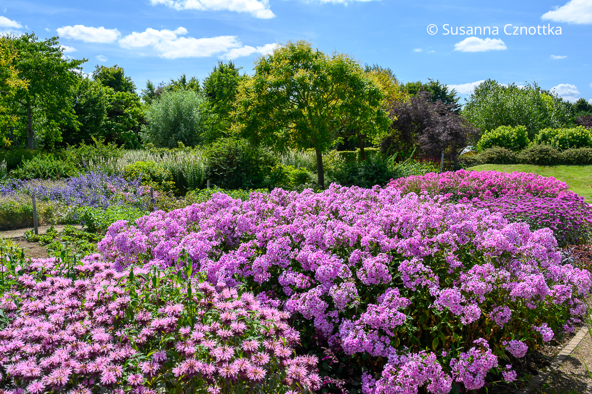 Stauden kombinieren: rosa Hoher Sommer-Phlox (Phlox paniculata) zusammen mit rosa und violetter Indianernessel (Monarda) Stauden kombinieren: rosa Hoher Sommer-Phlox (Phlox paniculata) zusammen mit rosa und violetter Indianernessel (Monarda)