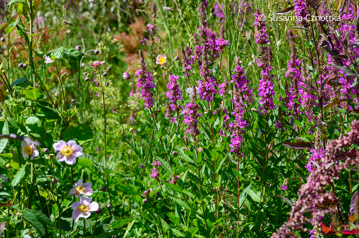 Staudenkombination: Herbst-Anemone (Anemone hupehensis) und heimischer Blut-Weiderich (Lythrum salicaria) Staudenkombination: Herbst-Anemone (Anemone hupehensis) und heimischer Blut-Weiderich (Lythrum salicaria)