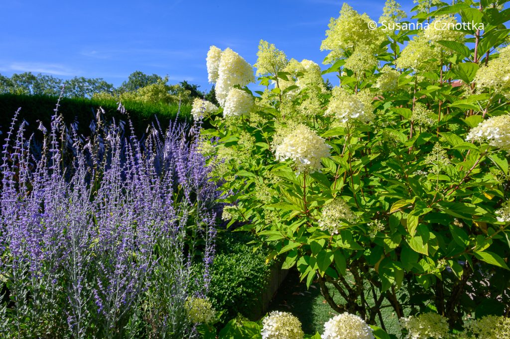 Rispen-Hortensie (Hydrangea paniculata) mit Blauraute (Salvia yangii)