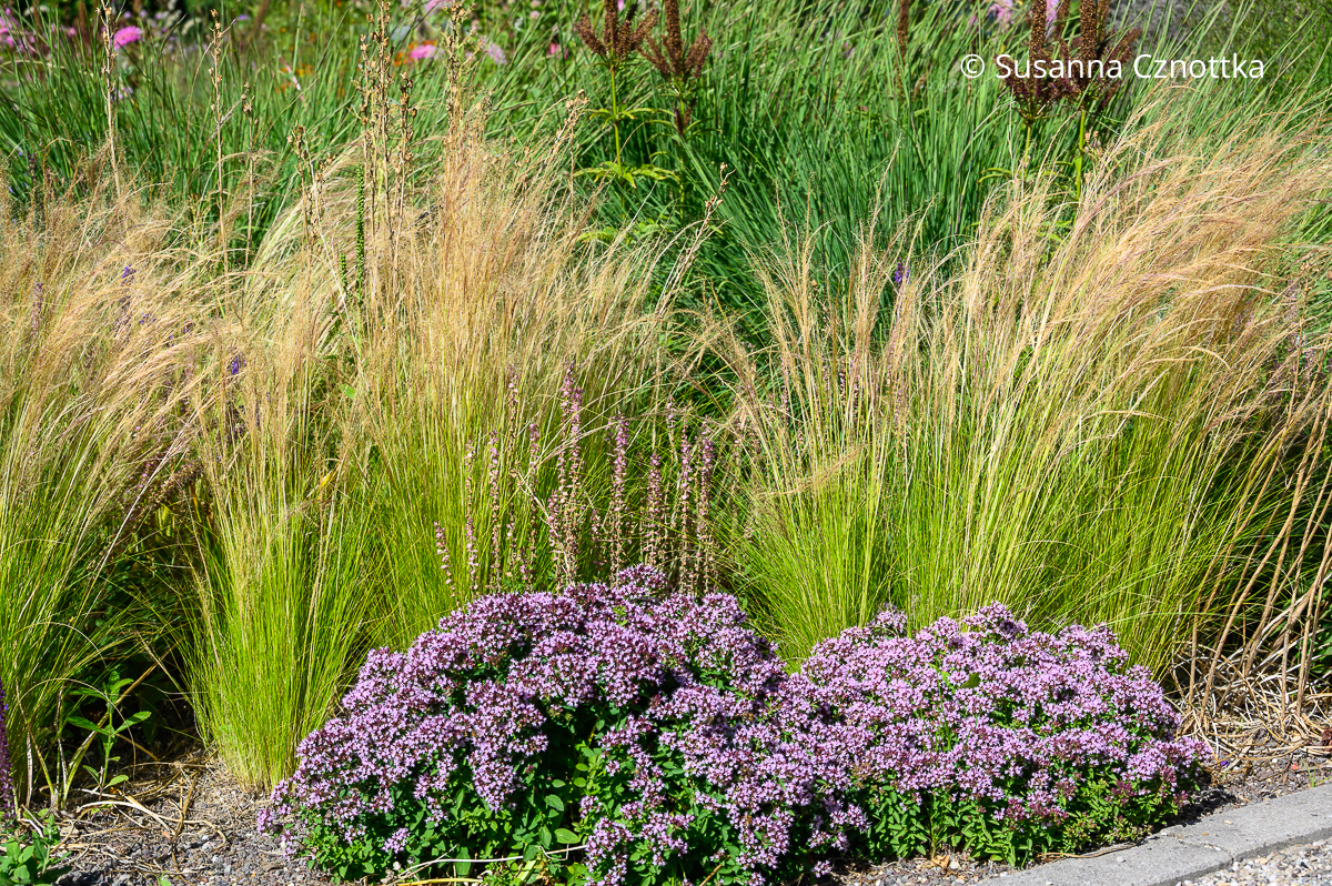 Zartes Federgras (Nassella tenuissima) und Oregano (Origanum vulgare) Zartes Federgras (Nassella tenuissima) und violett blühender Oregano (Origanum vulgare)