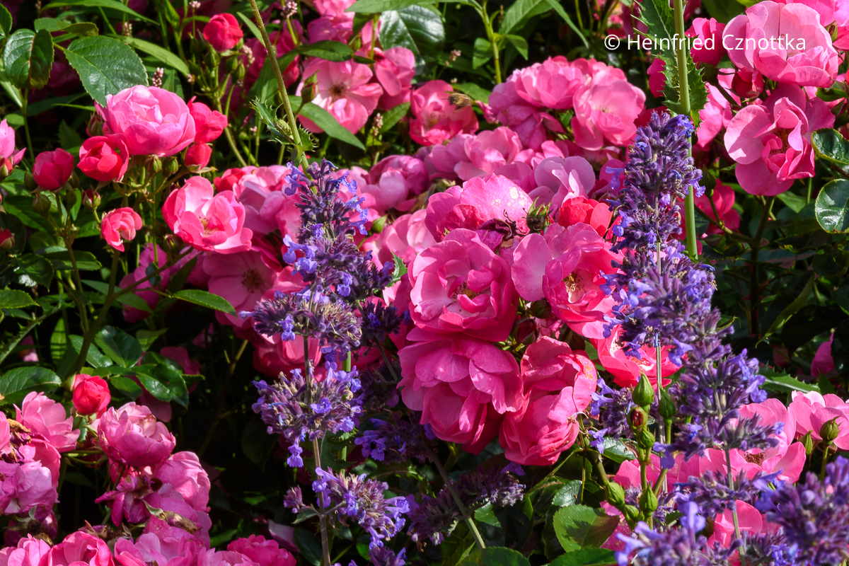 Stauden und Rosen kombinieren: blauviolette Katzenminze (Nepeta fassenii) 'Six Hills Giant' mit kräftig pinker Rose