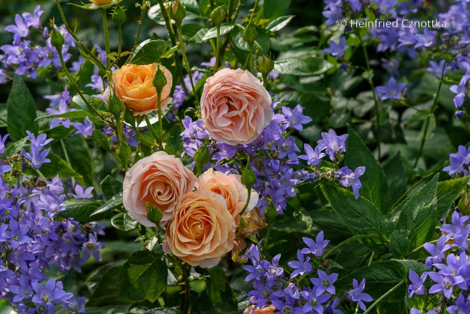 Pflanzen kombinieren Rosen und Glockenblumen