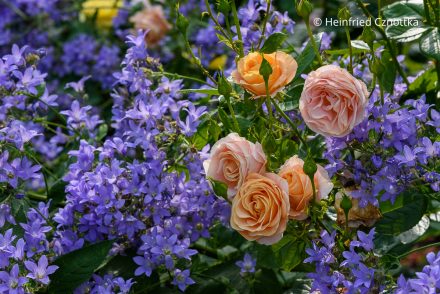 Rosenbegleiter: kräftig blaue Dolden-Glockenblume (Campanula lactiflora) und lachs-orange Rose