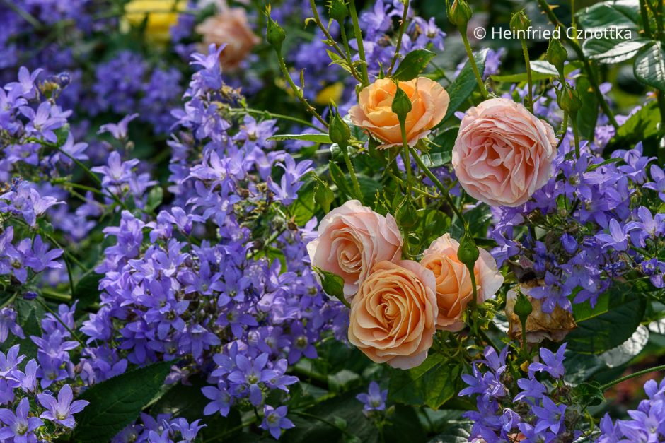 Rosenbegleiter: kräftig blaue Dolden-Glockenblume (Campanula lactiflora) und lachs-orange Rose