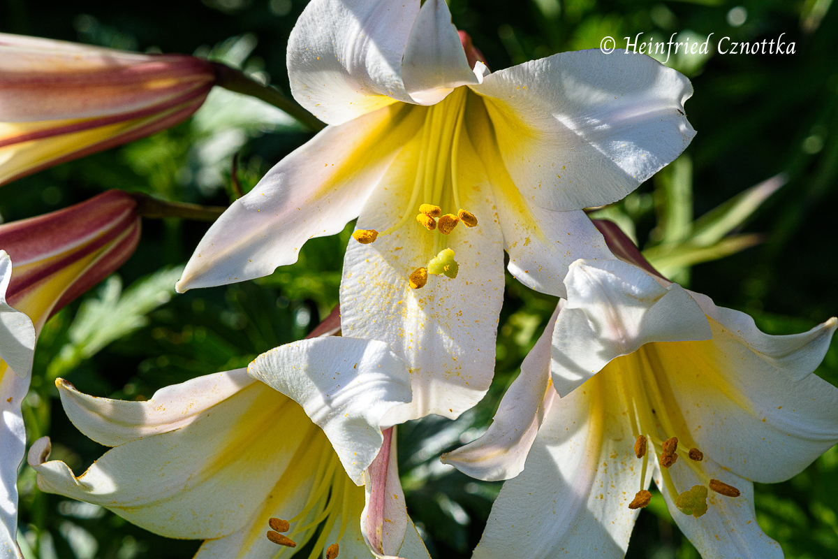 Blüten in Gelb mit Weiß: Lilie