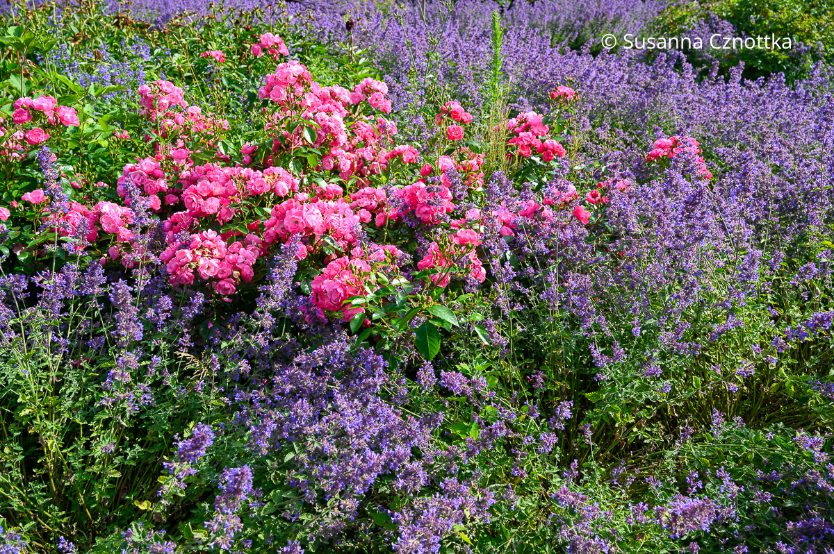 Stauden und Rosen kombinieren: Katzenminze (Nepeta fassenii) 'Six Hills Giant' mit kräftig pinker Rose