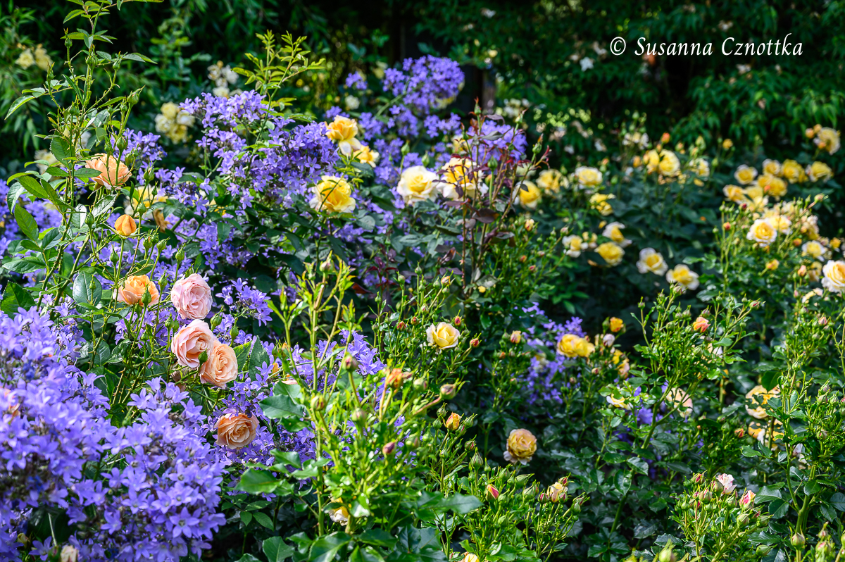 Hellblaue Glockenblumen (Campanula) und Rosen in pastelligem Rosa und Gelb