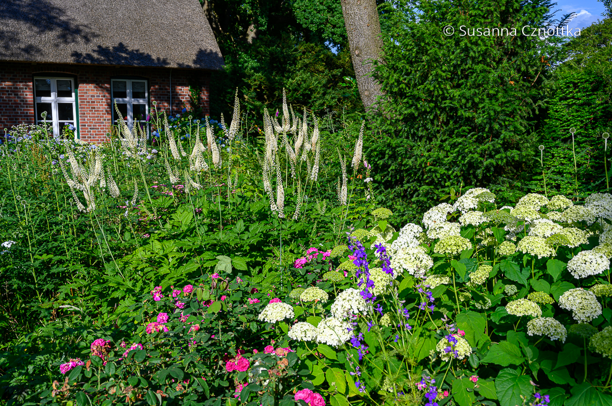 Juli- oder Trauben-Silberkerze (Actaea racemosa) und weiße Hortensien vor einem Bauernhaus Juli- oder Trauben-Silberkerze (Actaea racemosa) und weiße Hortensien vor einem Bauernhaus
