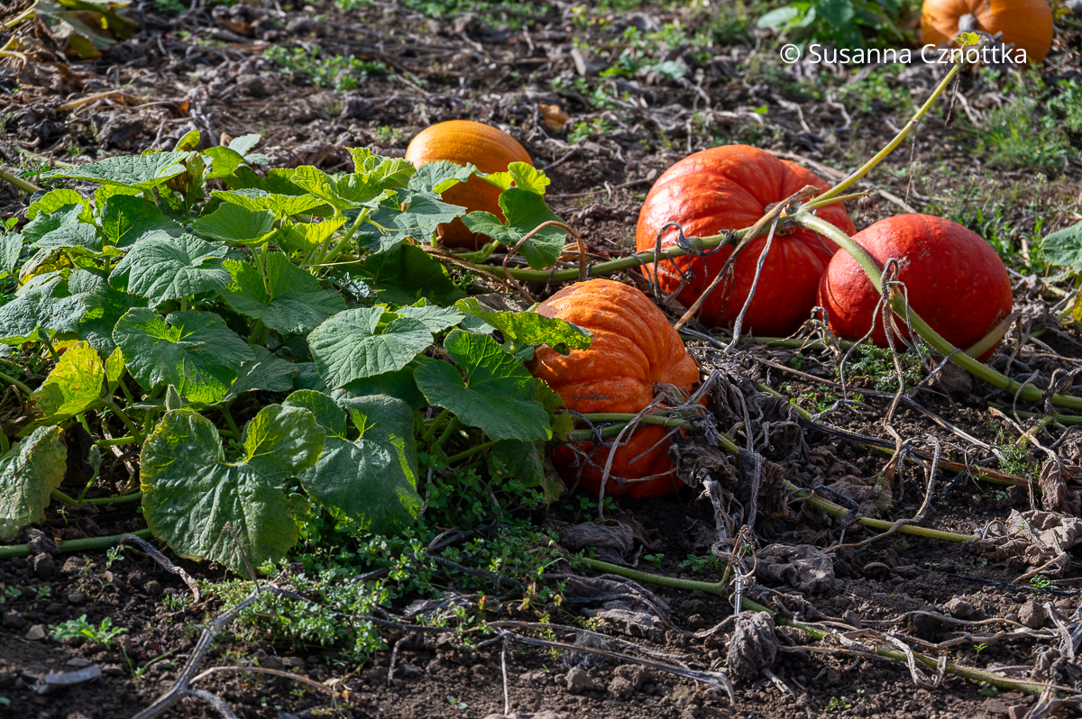 Erntezeit: orange Kürbisse leuchten auf dem Acker Erntezeit: orange Kürbisse leuchten auf dem Acker