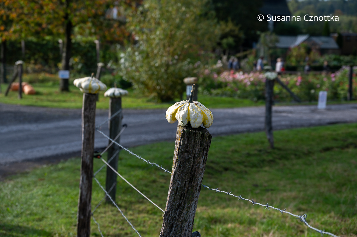 Detailverliebt: Kürbisse zieren Weidepfähle beim Kürbisfest in Mimberge Detailverliebt: Kürbisse zieren Weidepfähle beim Kürbisfest in Mimberge