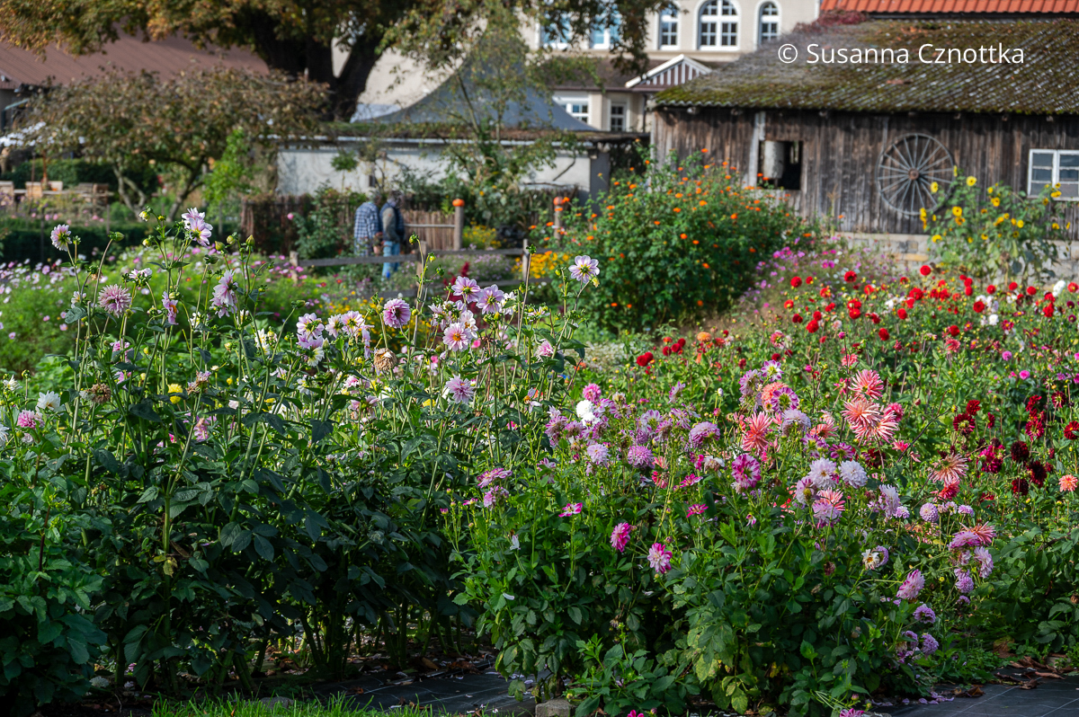 Dahlien im Landgarten Schauerte Dahlien im Landgarten Schauerte