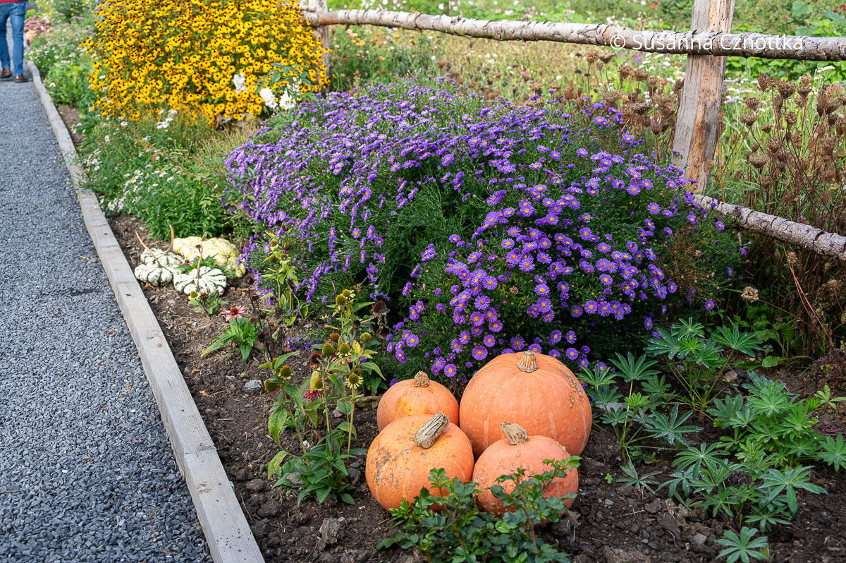 Gartendekoration: orange Kürbisse neben violetten Astern Gartendekoration: orange Kürbisse neben violetten Astern