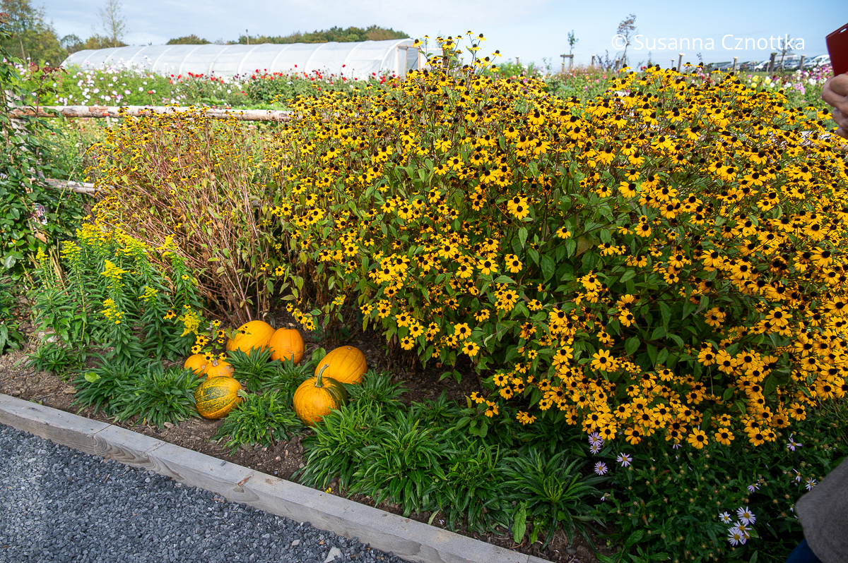 Gartendekoration: orange Kürbisse neben dem Oktober-Sonnenhut (Rudbeckia triloba) Gartendekoration: orange Kürbisse neben dem Oktober-Sonnenhut (Rudbeckia triloba)