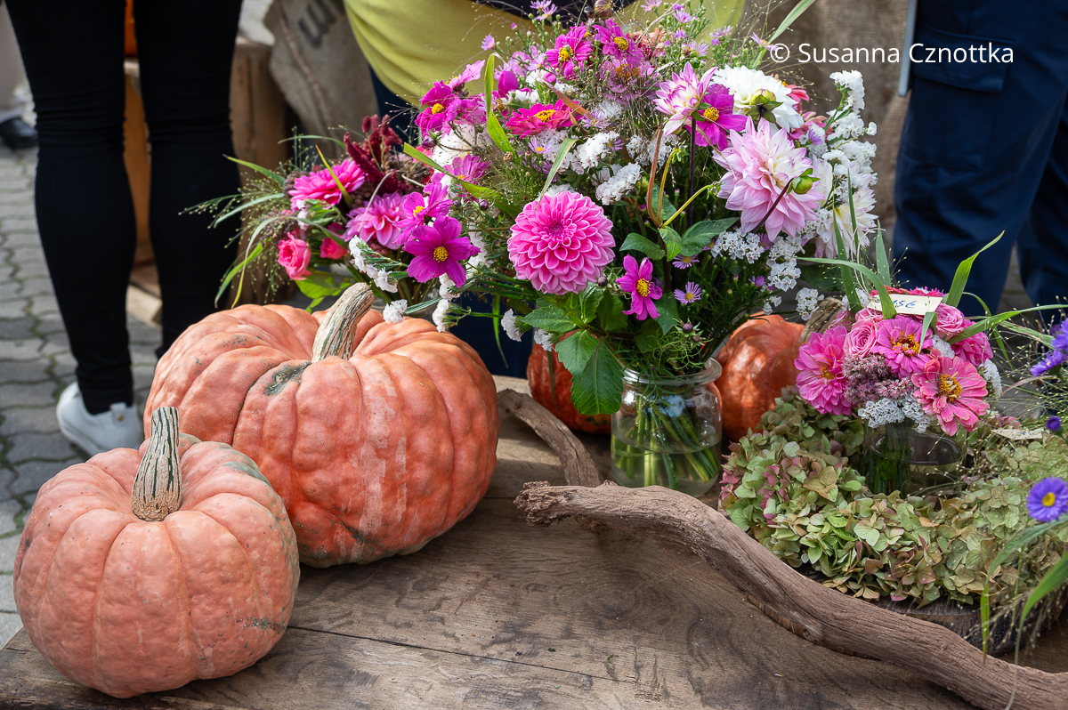 Herbststräuße aus bunten Blumen mit Kürbissen Herbststräuße aus weißen und pinken Dahlien und Kosmeen mit orangen Kürbissen