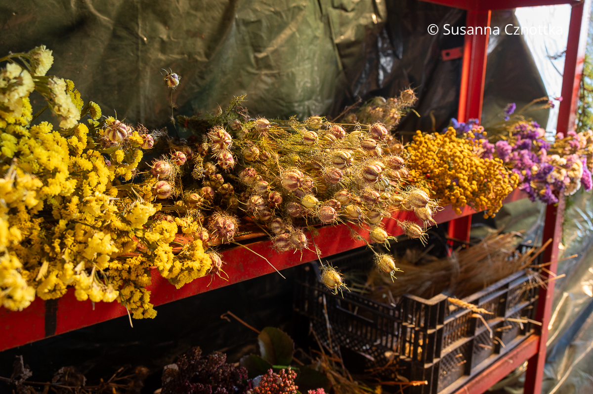 Trockenblumen und Samenstände der Jungfer im Grünen (Nigella damascena, Bildmitte) für die Herbst-Floristik Trockenblumen und Samenstände der Jungfer im Grünen (Nigella damascena, Bildmitte) für die Herbst-Floristik