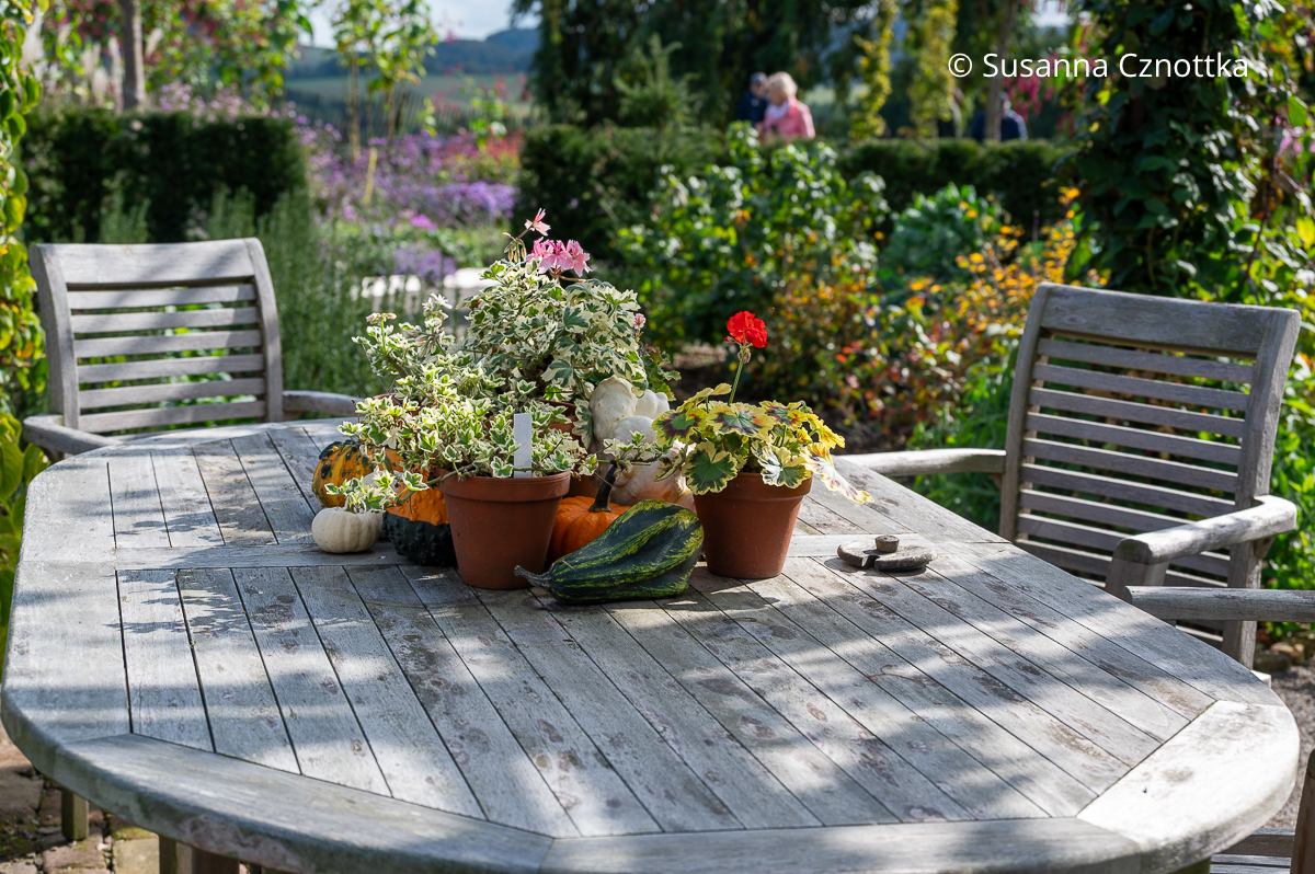 Terrassendeko im Herbst: Geranien in kleinen Töpfen und Kürbisse Terrassendeko im Herbst: Geranien in kleinen Töpfen und Kürbisse