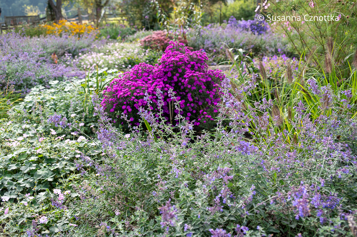Herbstbeet gestalten: pinke Aster und Katzenminze (Nepeta) Herbstbeet gestalten: pinke Aster und Katzenminze (Nepeta)