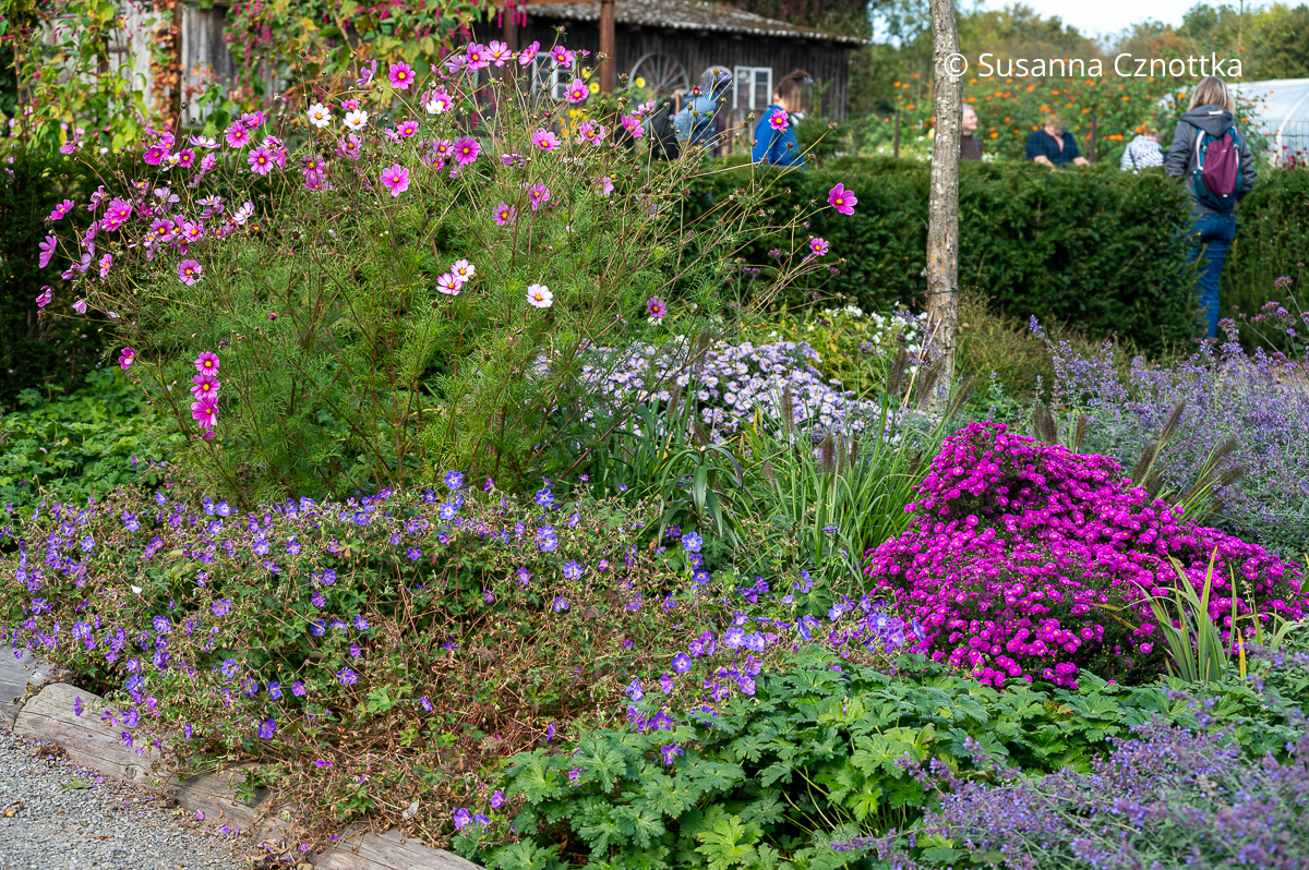 Farbe im Herbstbeet: Astern, Storchschnabel (Geranium) 'Rozanne', und Schmuckkörbchen (Cosmos bipinnatus) Farbe im Herbstbeet: Astern, Storchschnabel (Geranium) 'Rozanne', und Schmuckkörbchen (Cosmos bipinnatus)