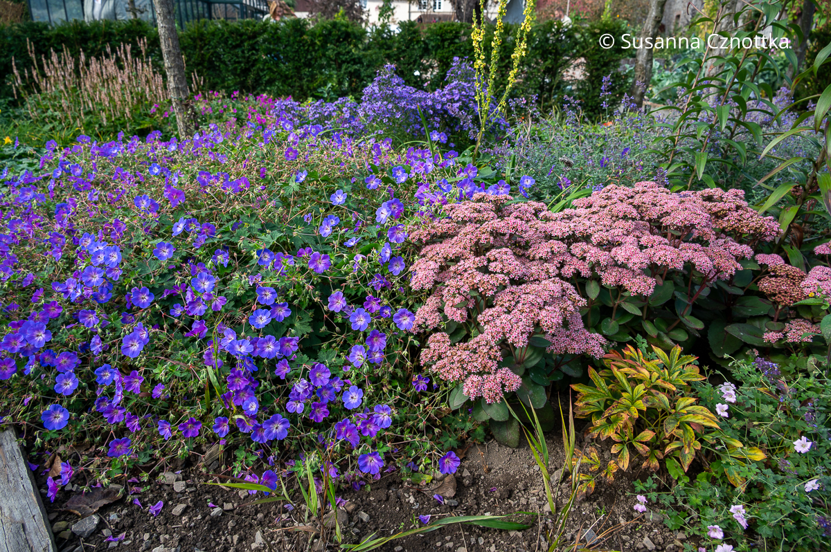 Farbe im Herbstbeet: Storchschnabel (Geranium) 'Rozanne' und Hohe Fetthenne (Hylotelephium) Farbe im Herbstbeet: Storchschnabel (Geranium) 'Rozanne' und Hohe Fetthenne (Hylotelephium)